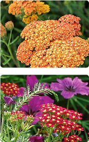 Achillea - Schafgabe