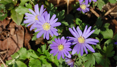 Anemone