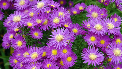 Aster