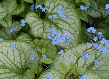 Brunnera