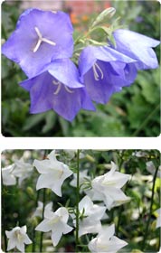Glockenblume - Campanula