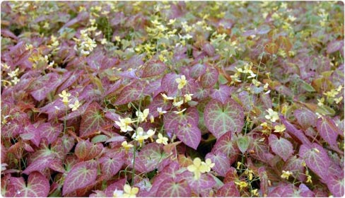 Epimedium