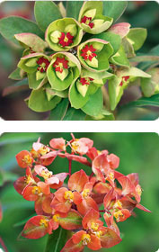 Euphorbia