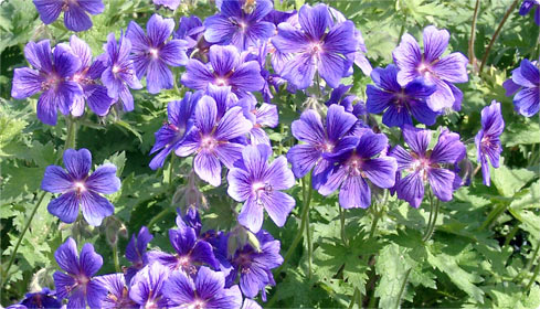 Geranium