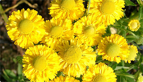 Helenium: Sonnige Aussichten für Beet und Rabatte