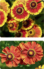 Helenium: Sonnige Aussichten für Beet und Rabatte