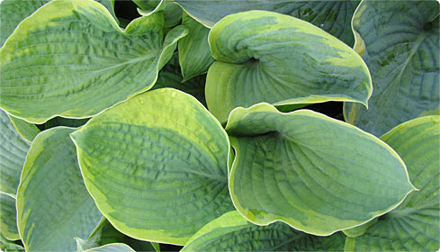 Hosta: Aus dem Schatten ins Rampenlicht