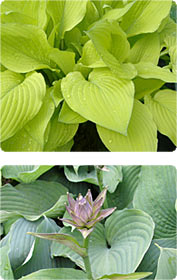 Hosta: Aus dem Schatten ins Rampenlicht