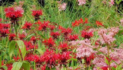 Monarda - Indianernessel