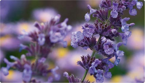 Nepeta