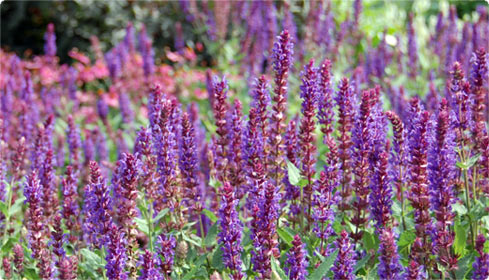 Salvia (Salbei)