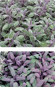 Salvia (Salbei)